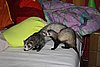 Tammy_20090903_0037.JPG